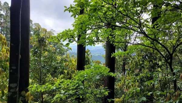青井岳