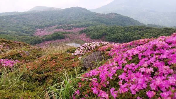大幡山