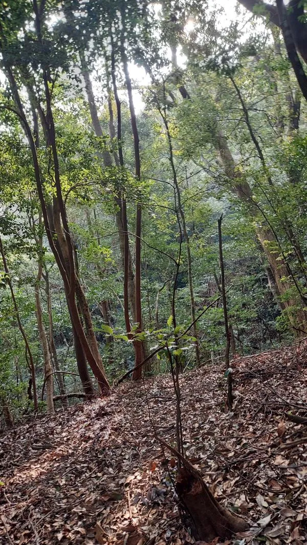 夷守岳 1