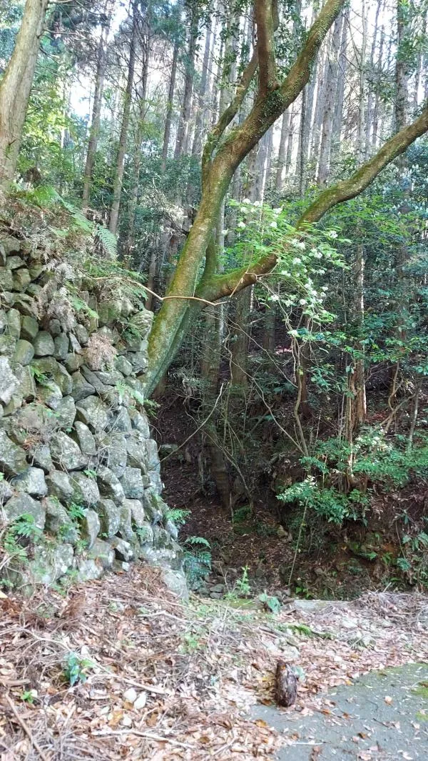 烏帽子岳(姶良市) 1