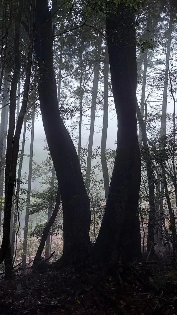 青井岳 2