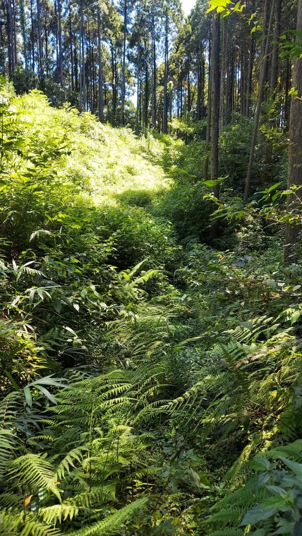 高尾山 2