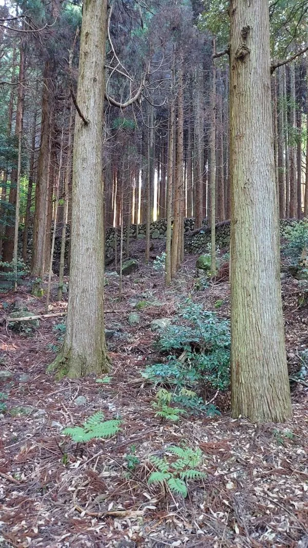 烏帽子岳(姶良市) 2