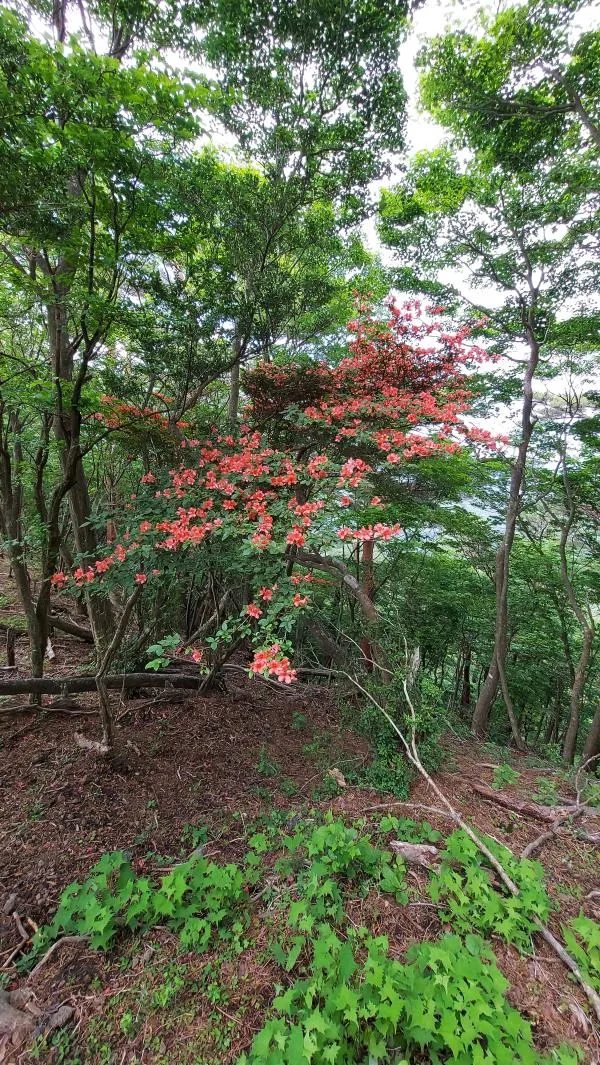 大幡山 2