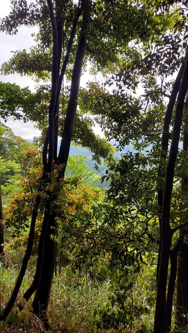青井岳 3