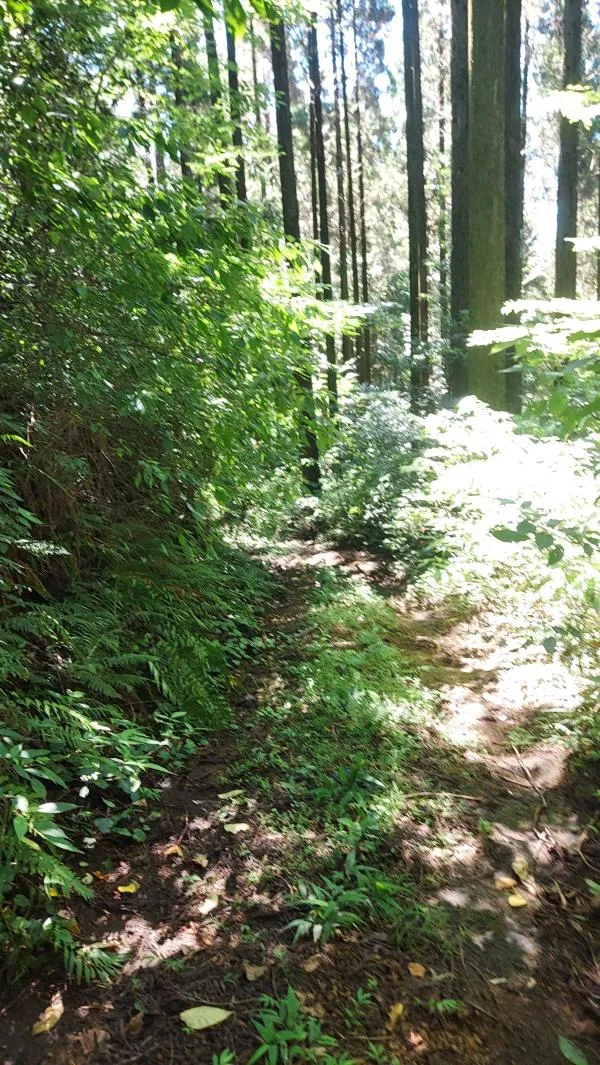 高尾山 3