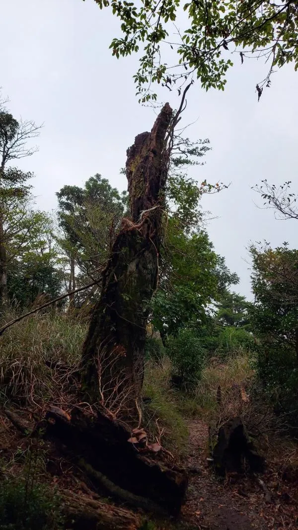 えびの岳 3
